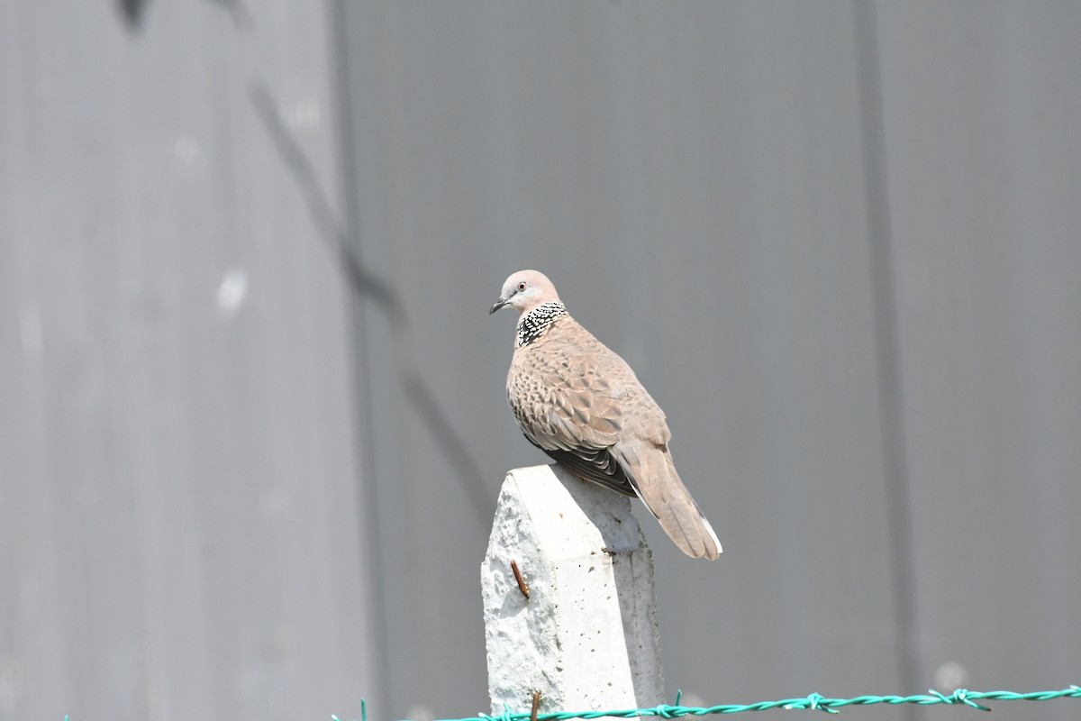 Spotted Dove - ML471145331