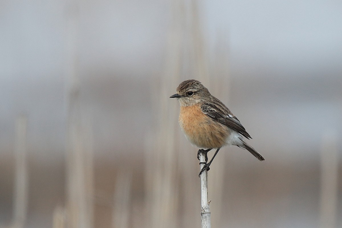 African Stonechat - ML471147451