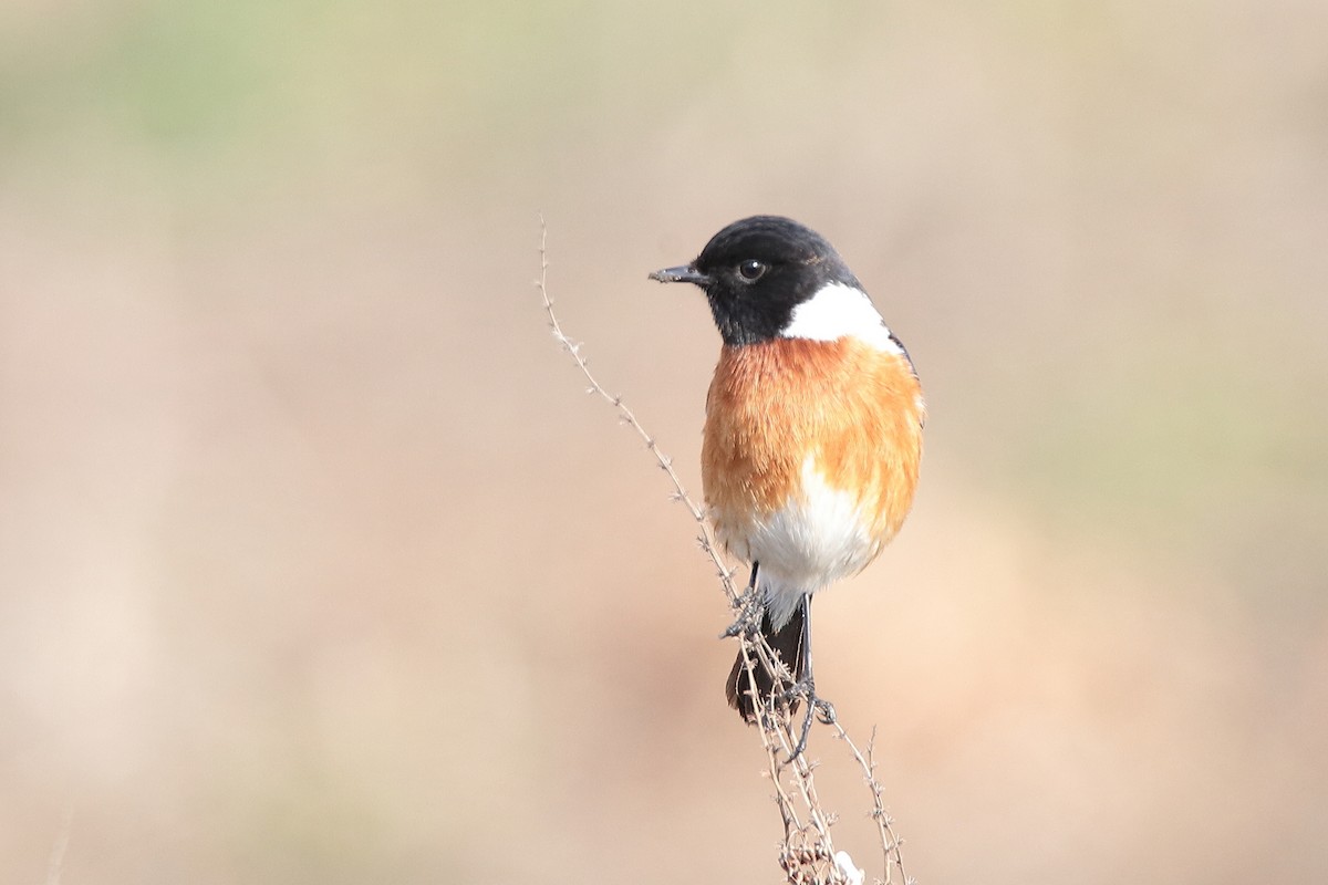 African Stonechat - ML471147471