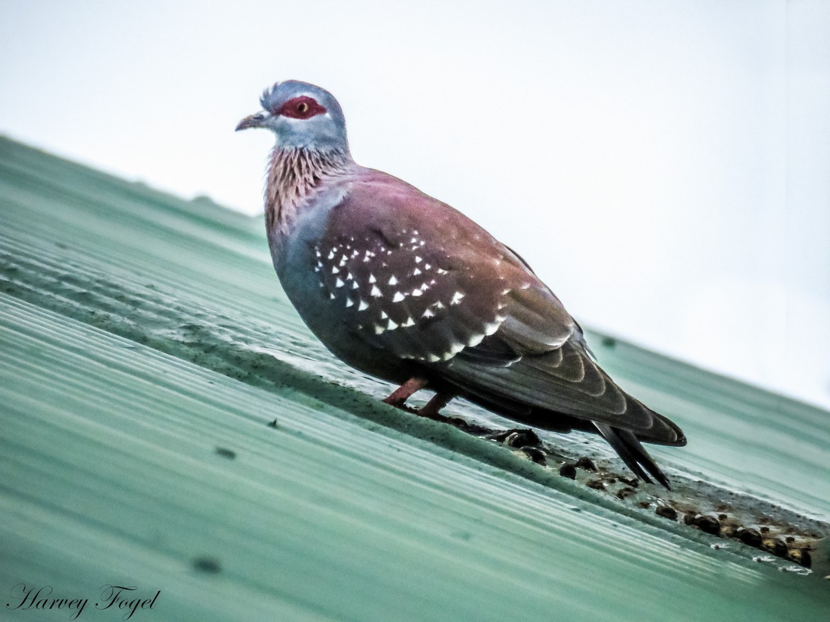 Speckled Pigeon - Harvey Fogel