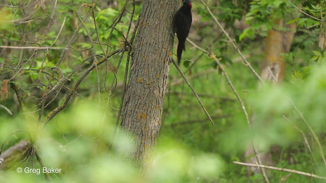Black Woodpecker - ML471154181
