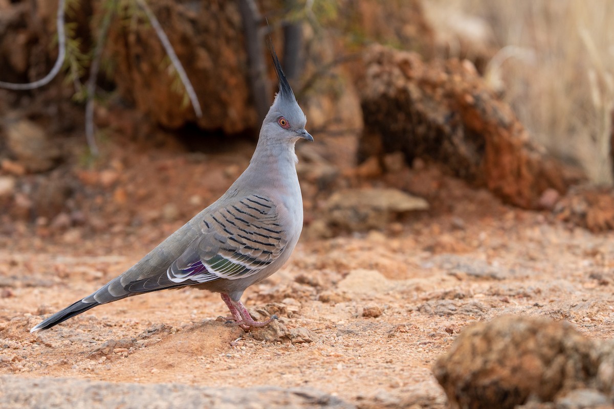 Crested Pigeon - ML471156621