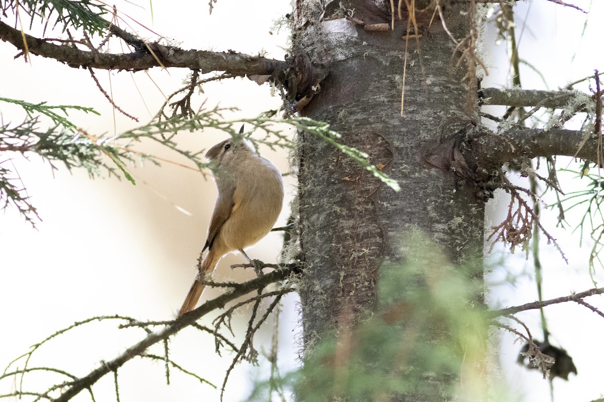 Brown-capped Tit-Spinetail - ML471157011
