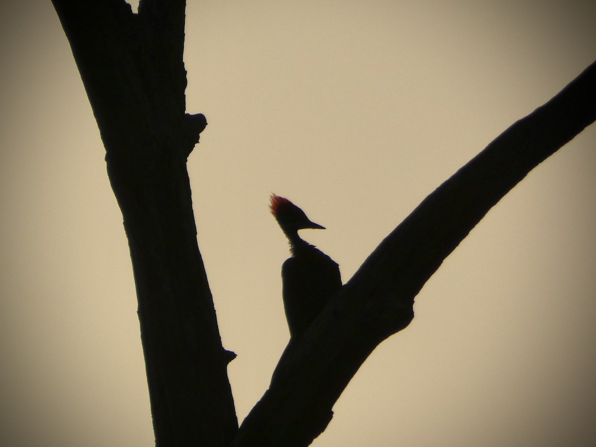 Pileated Woodpecker - Sierra Mayer