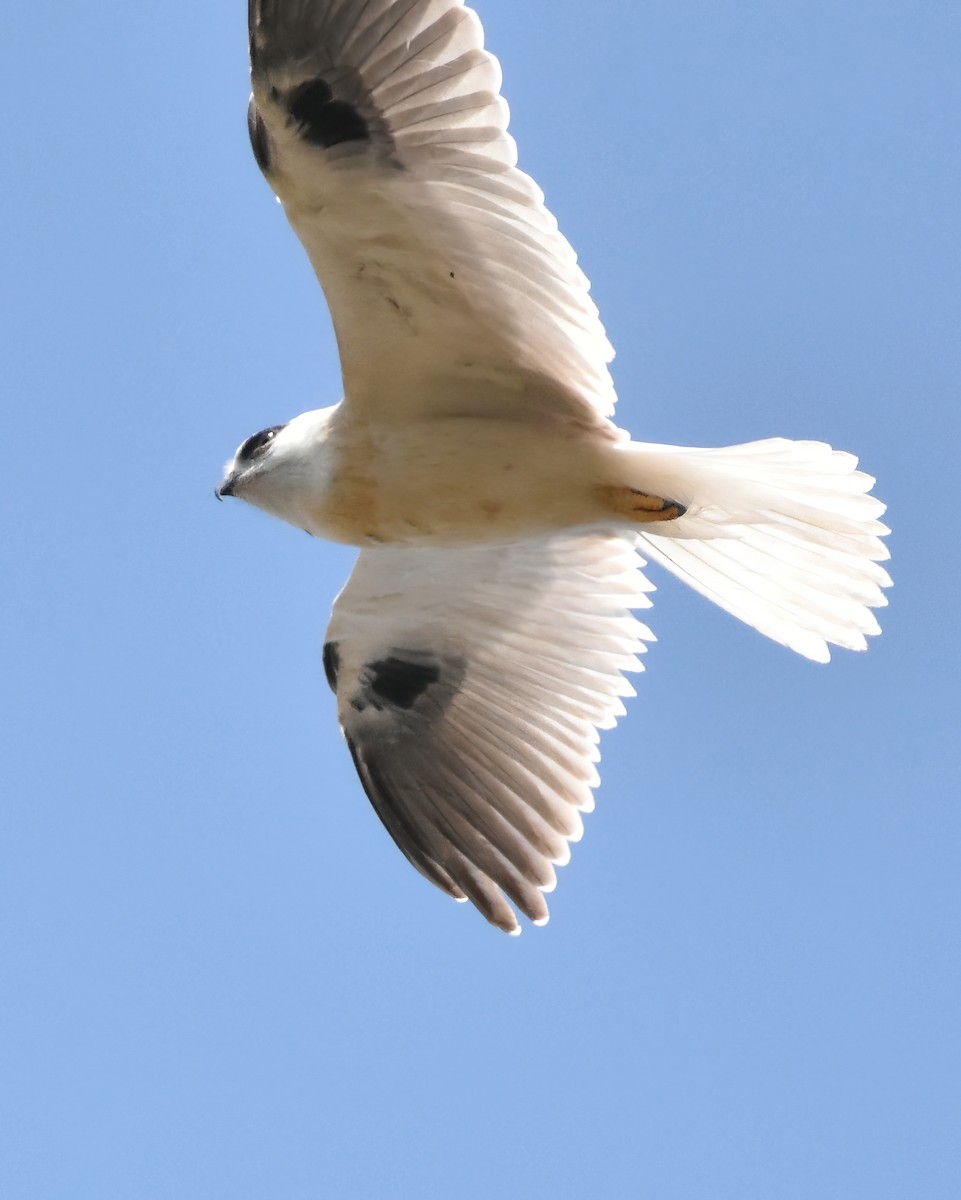 Black-shouldered Kite - ML471164411