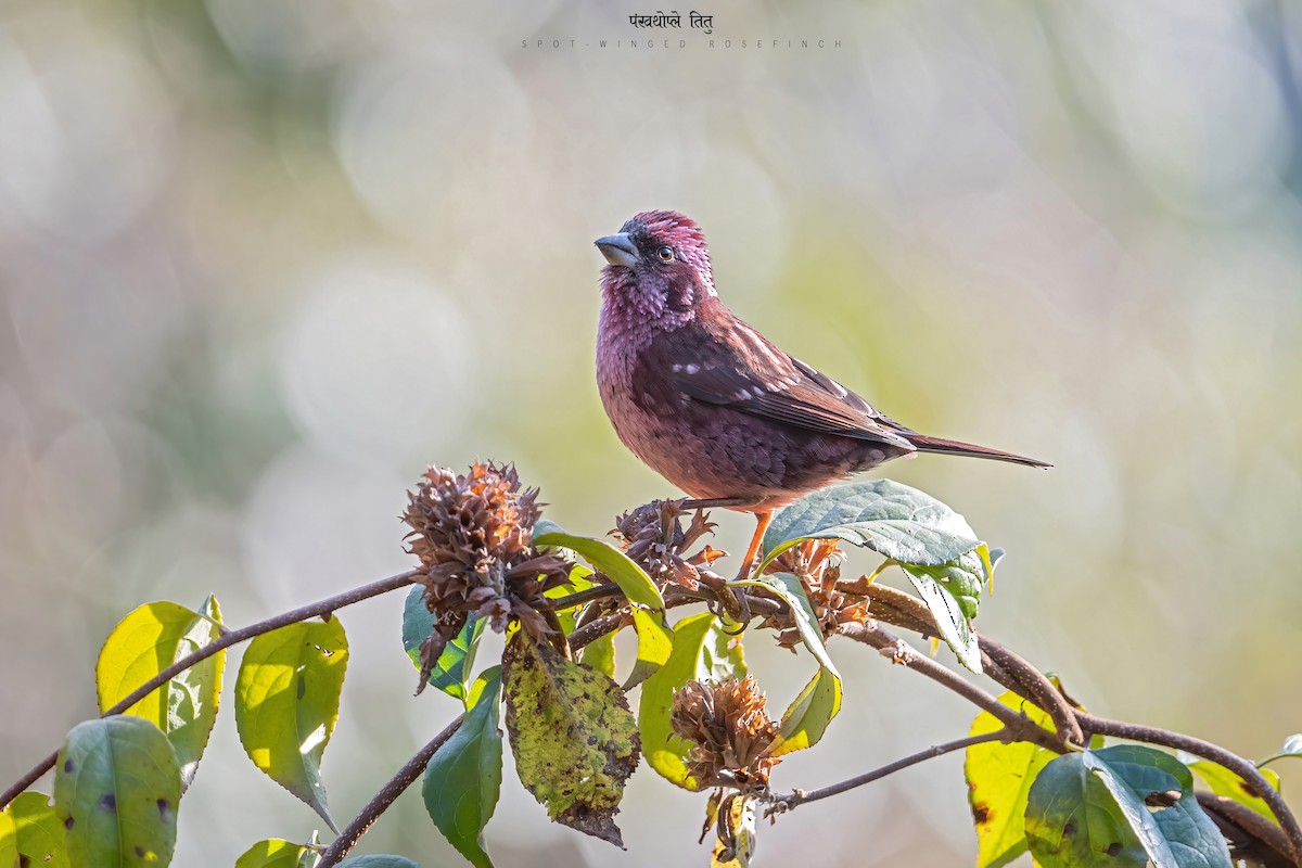 Spot-winged Rosefinch - Deepak Budhathoki 🦉