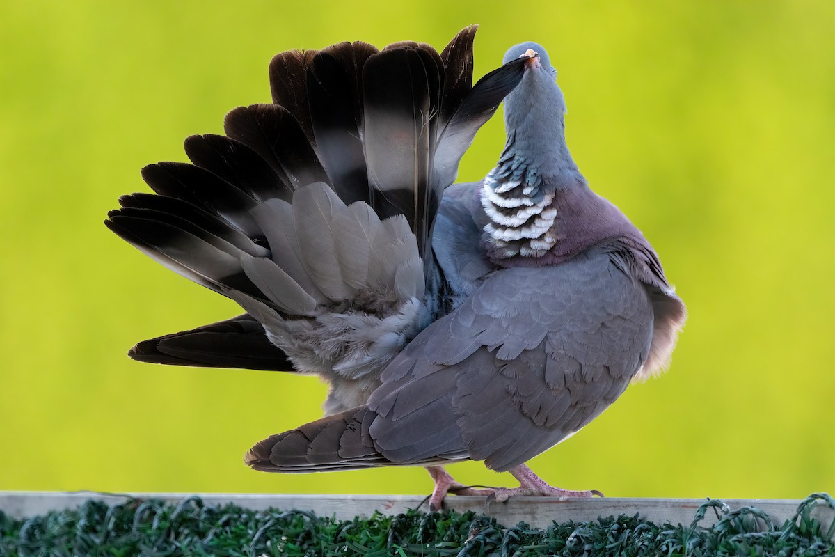 Common Wood-Pigeon - ML471165281