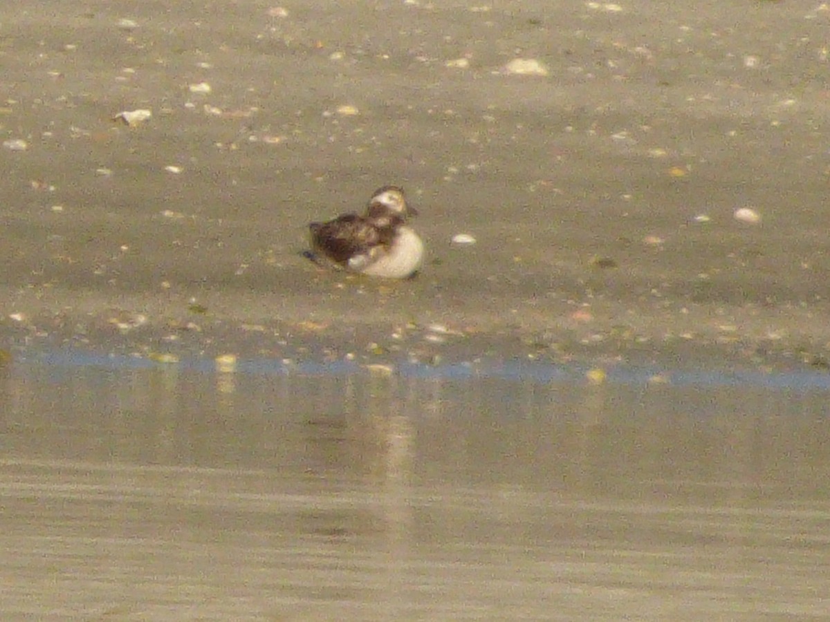 Long-tailed Duck - ML47116591