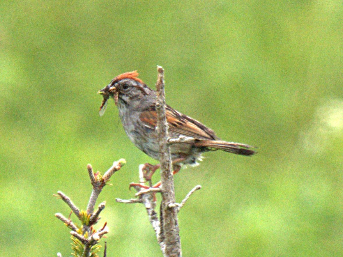 Swamp Sparrow - ML471171071