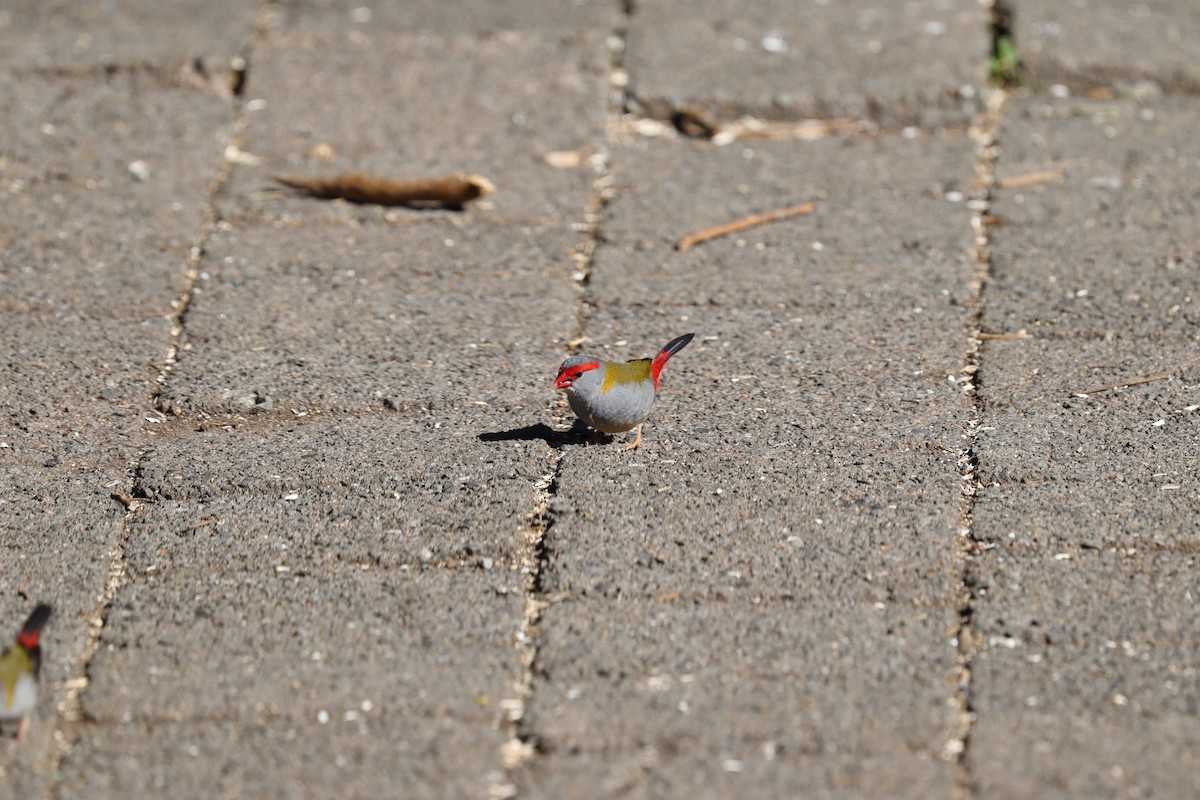 Red-browed Firetail - ML471172911