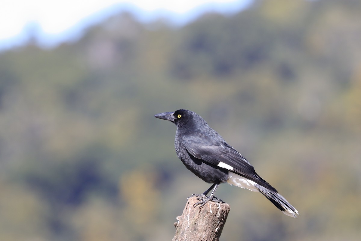 Pied Currawong - ML471174031