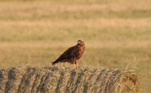 Red-tailed Hawk - ML471179361