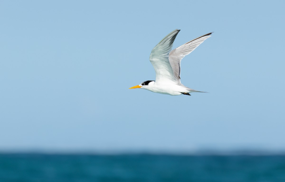 Lesser Crested Tern - David Shoch