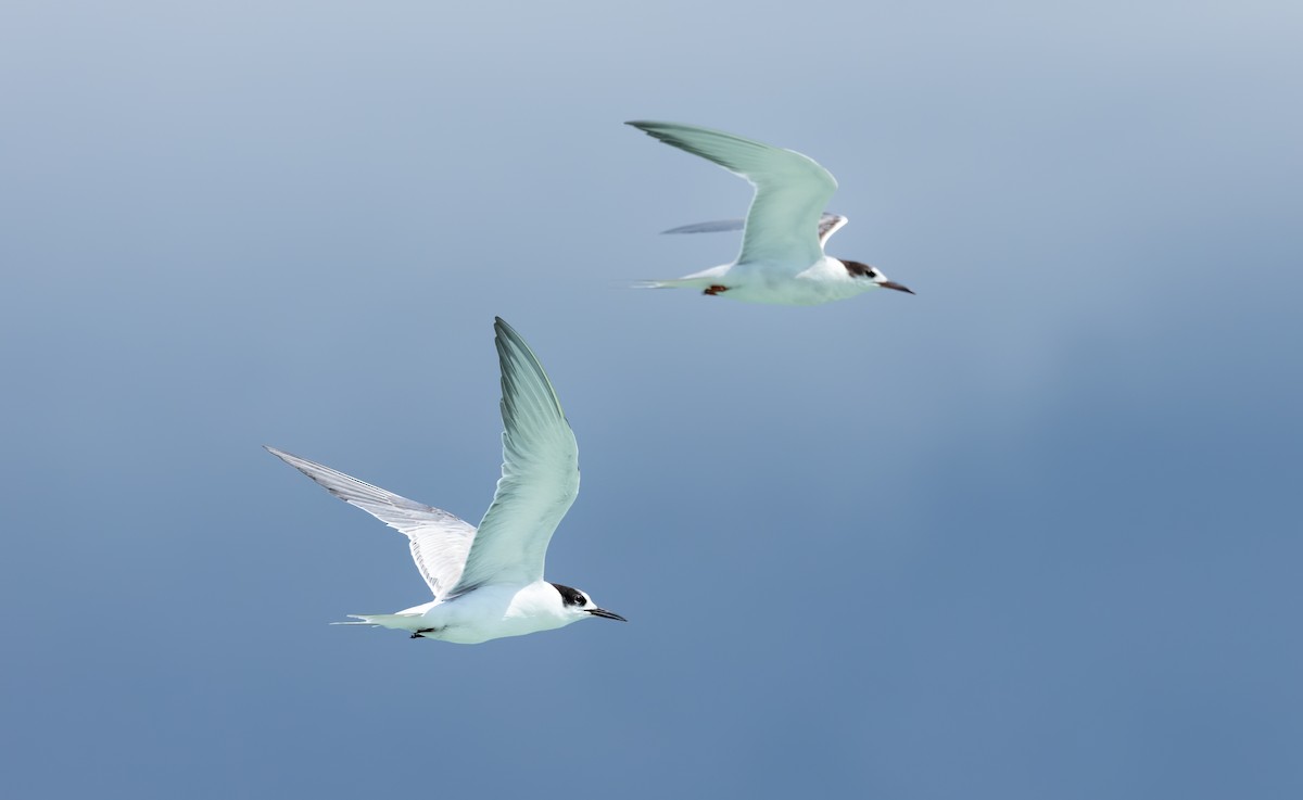Common Tern - ML471181081