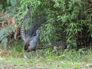  - Superb Lyrebird