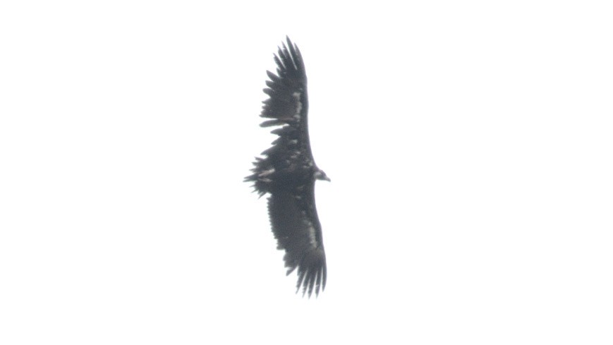 Cinereous Vulture - ML471186741