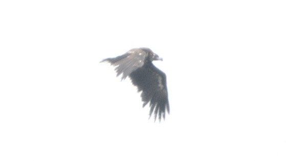 Cinereous Vulture - ML471186751