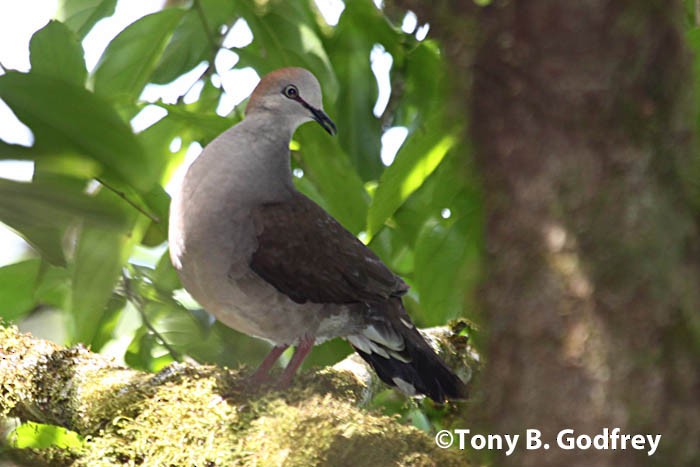 Gray-chested Dove - ML47118681
