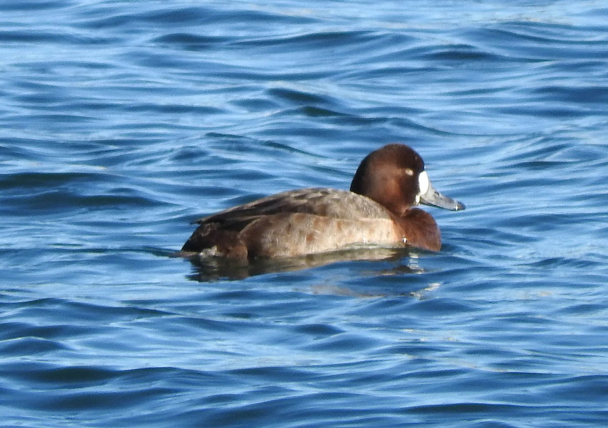 Greater Scaup - ML47118791