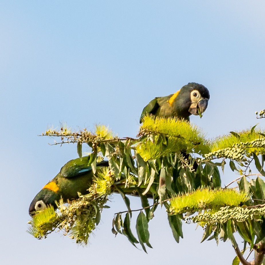 Yellow-collared Macaw - ML471189591