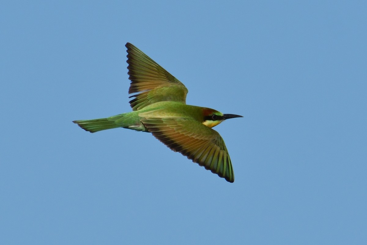 European Bee-eater - ML471194401