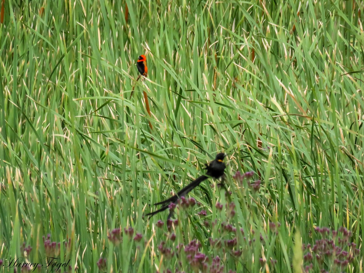 Red-collared Widowbird - Harvey Fogel