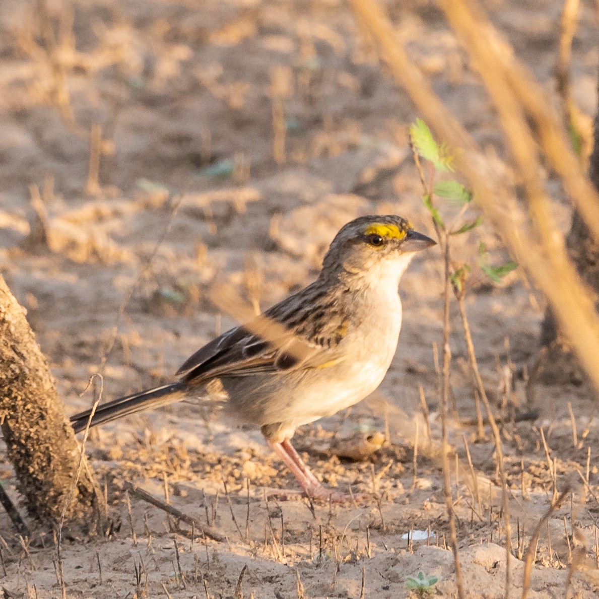 Yellow-browed Sparrow - ML471200091
