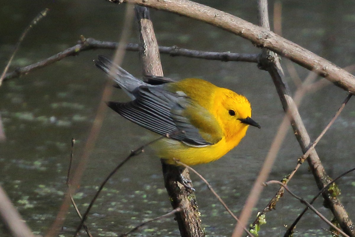 Prothonotary Warbler - ML471202411