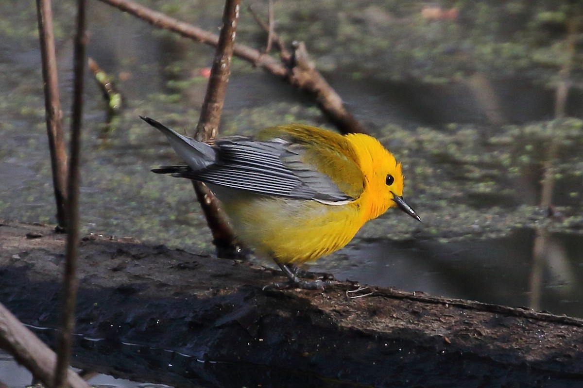 Prothonotary Warbler - ML471202421