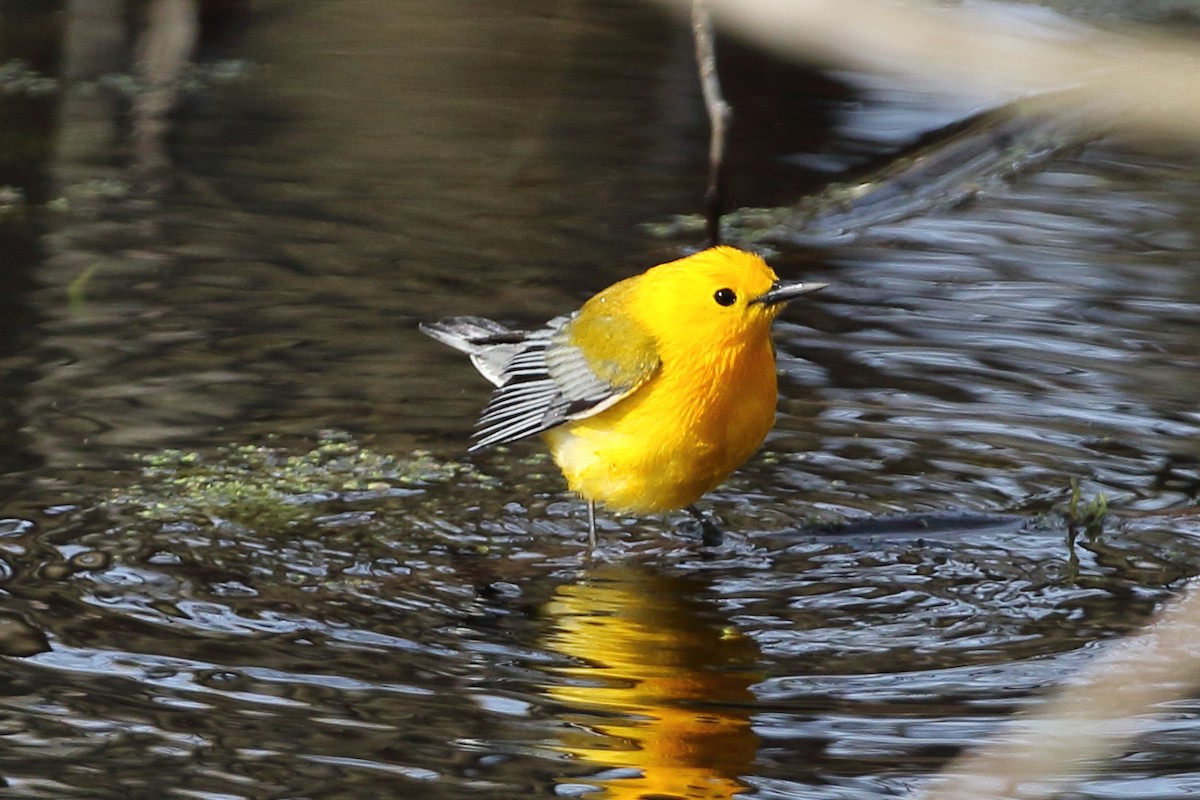 Prothonotary Warbler - ML471202431