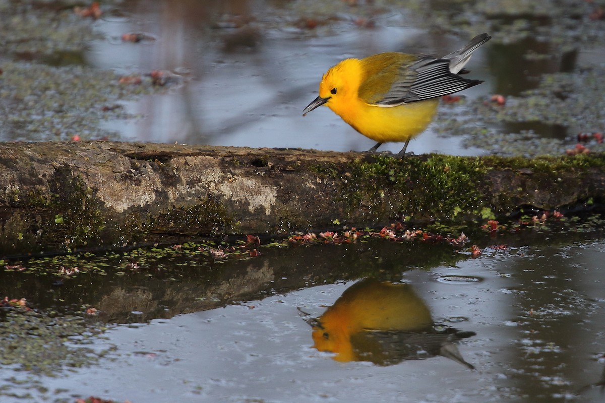 Prothonotary Warbler - ML471202441