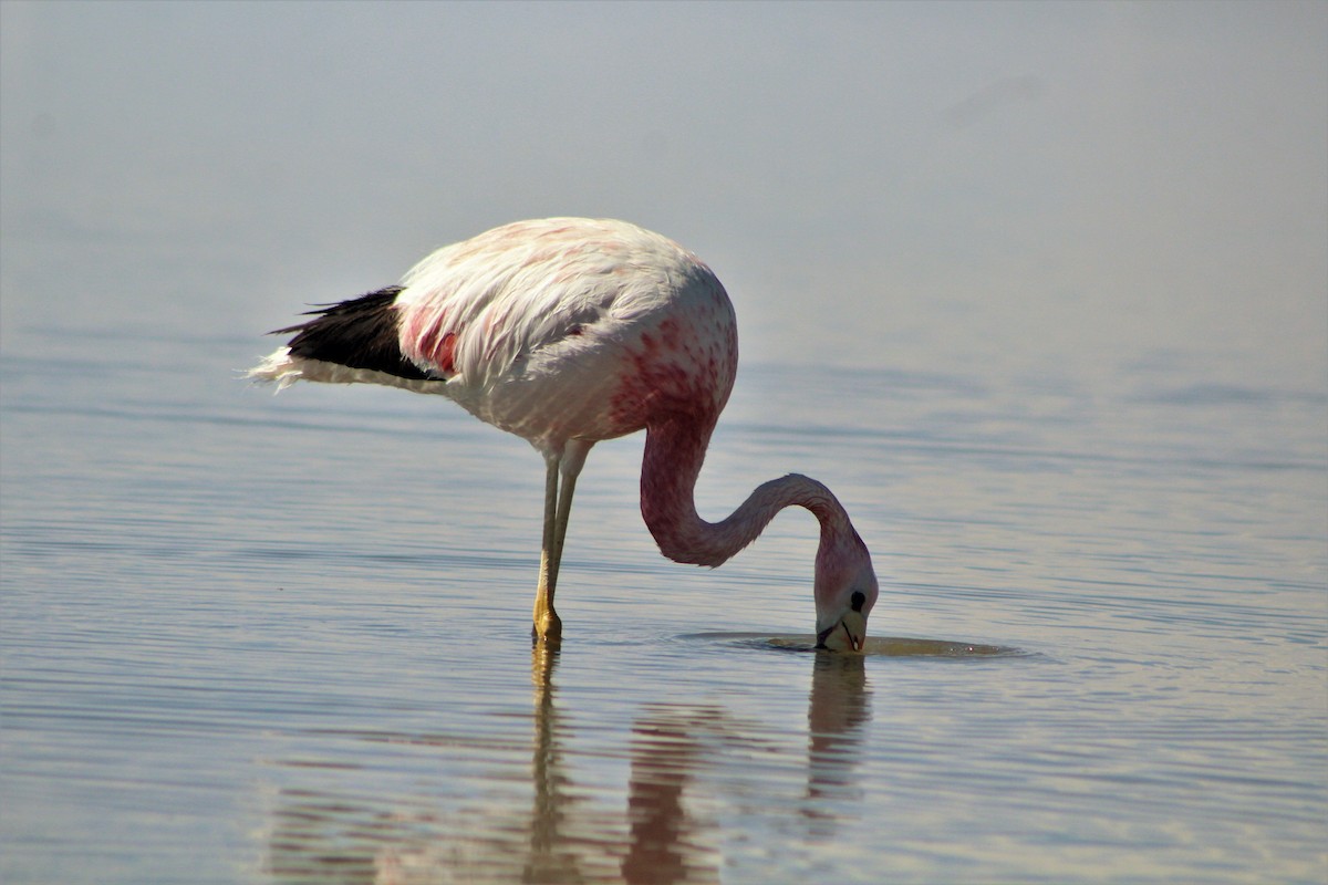 Andean Flamingo - Matías Garrido 🐧