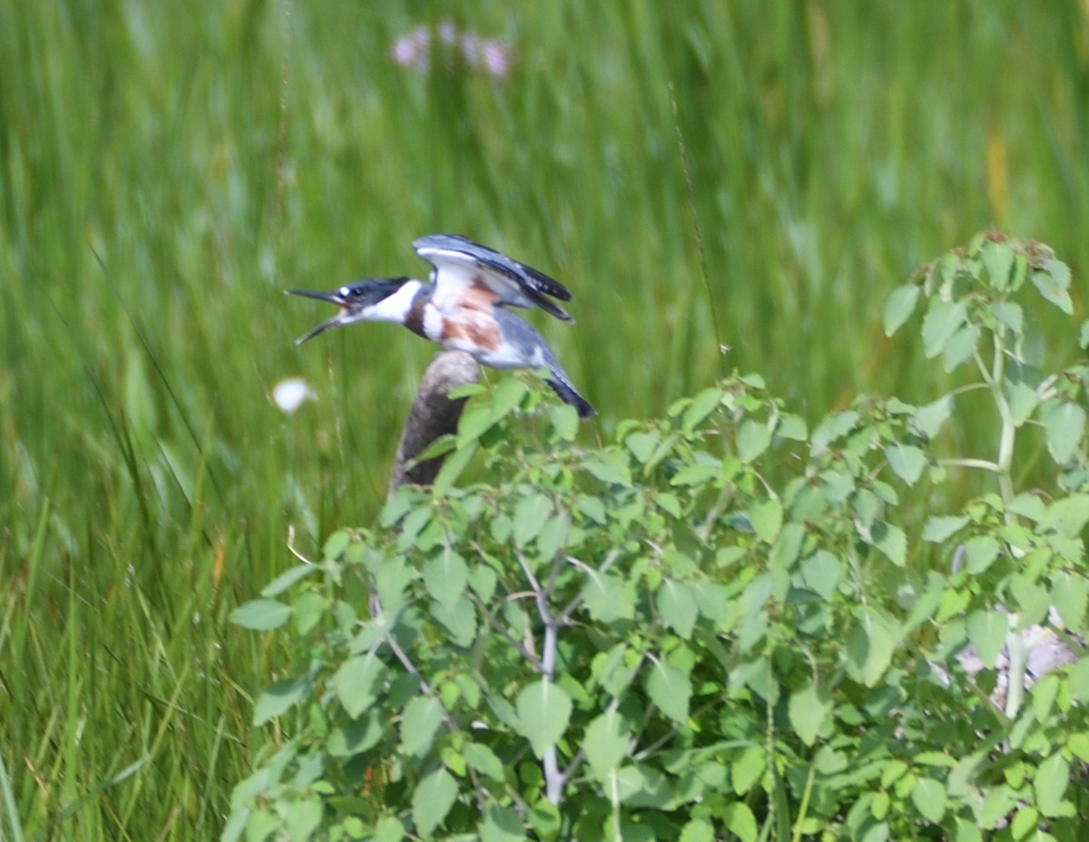 Belted Kingfisher - ML471208961