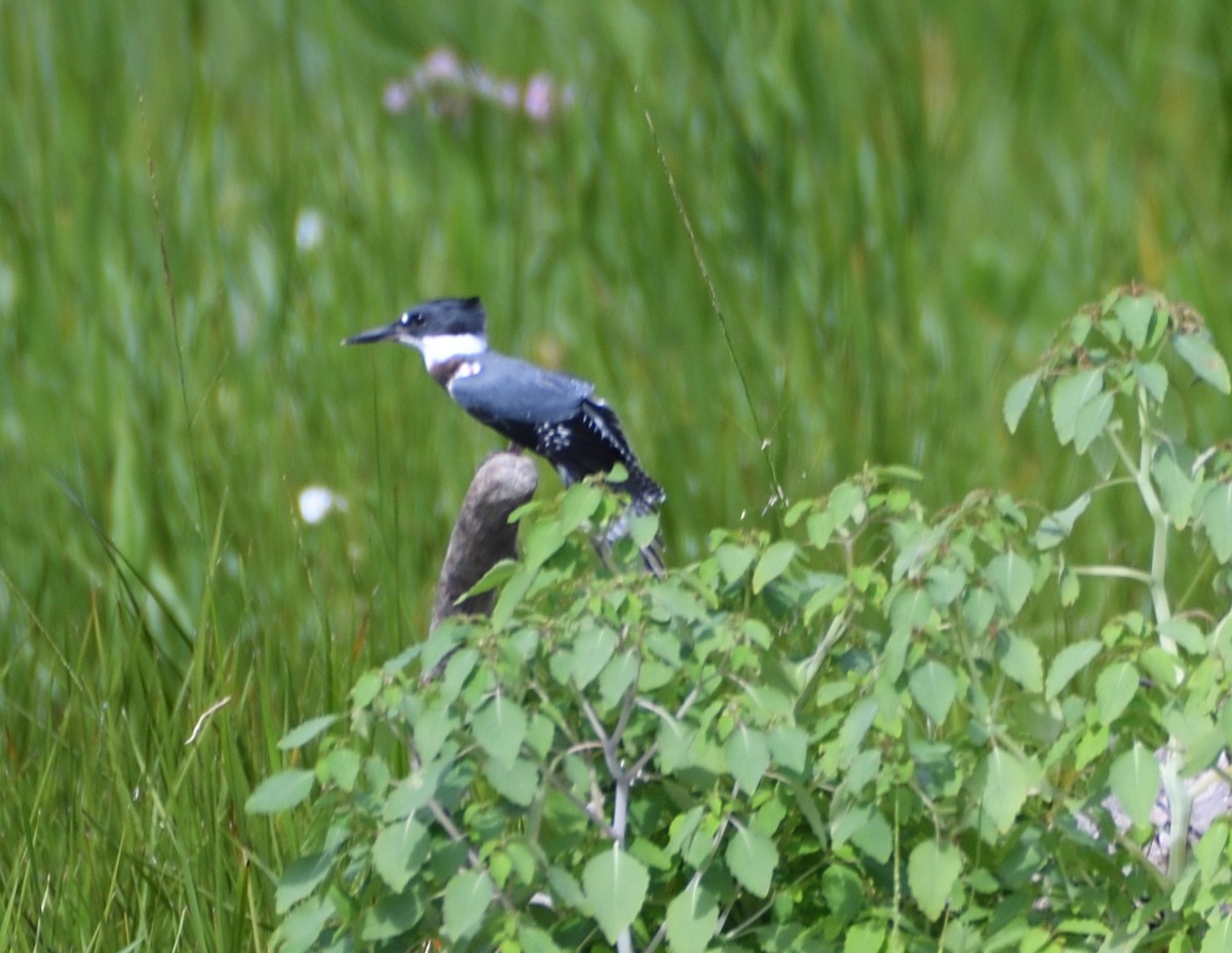 Belted Kingfisher - ML471208971