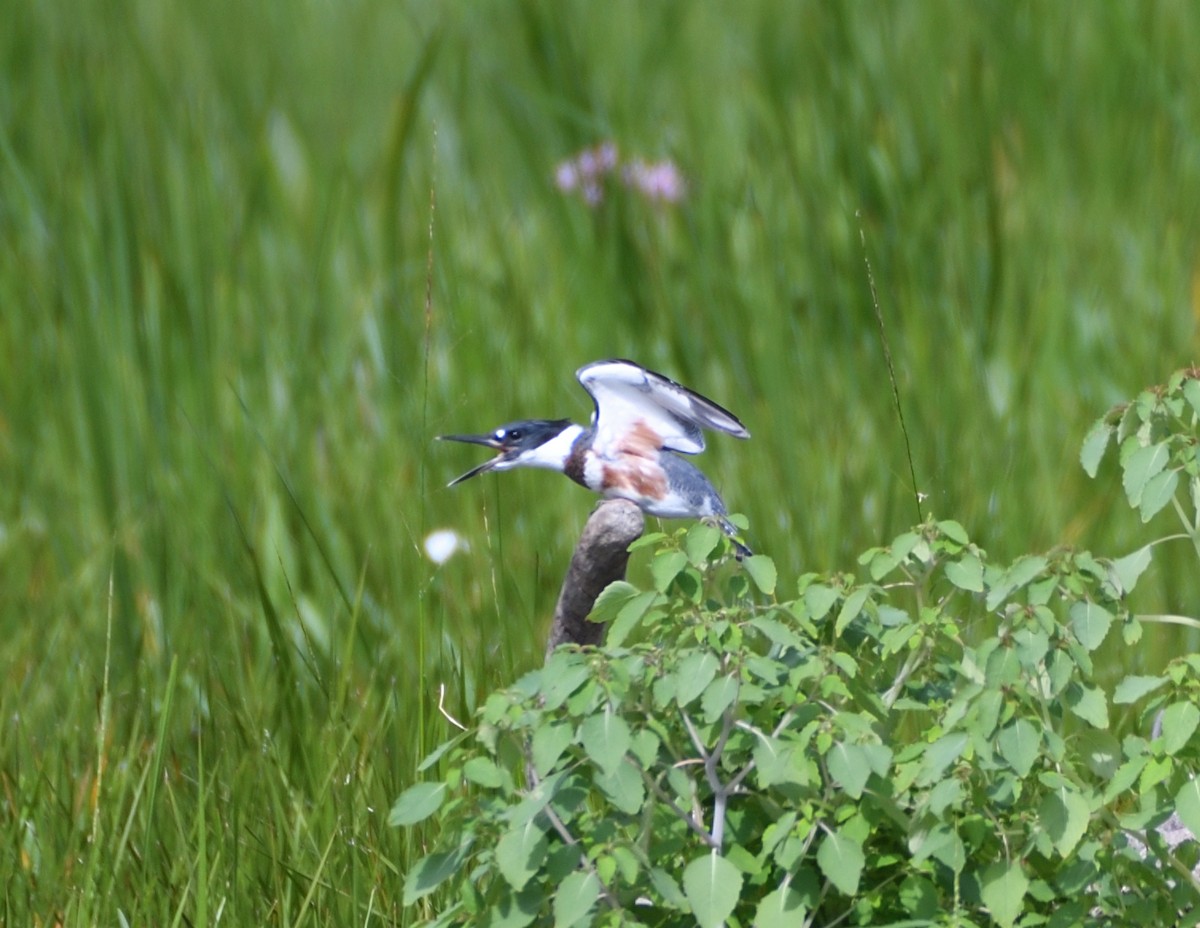 Belted Kingfisher - ML471209031