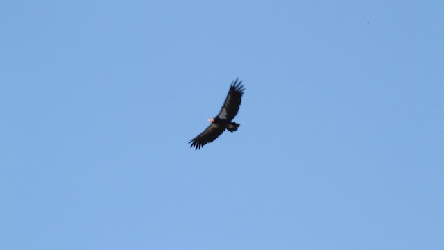 California Condor - ML471213