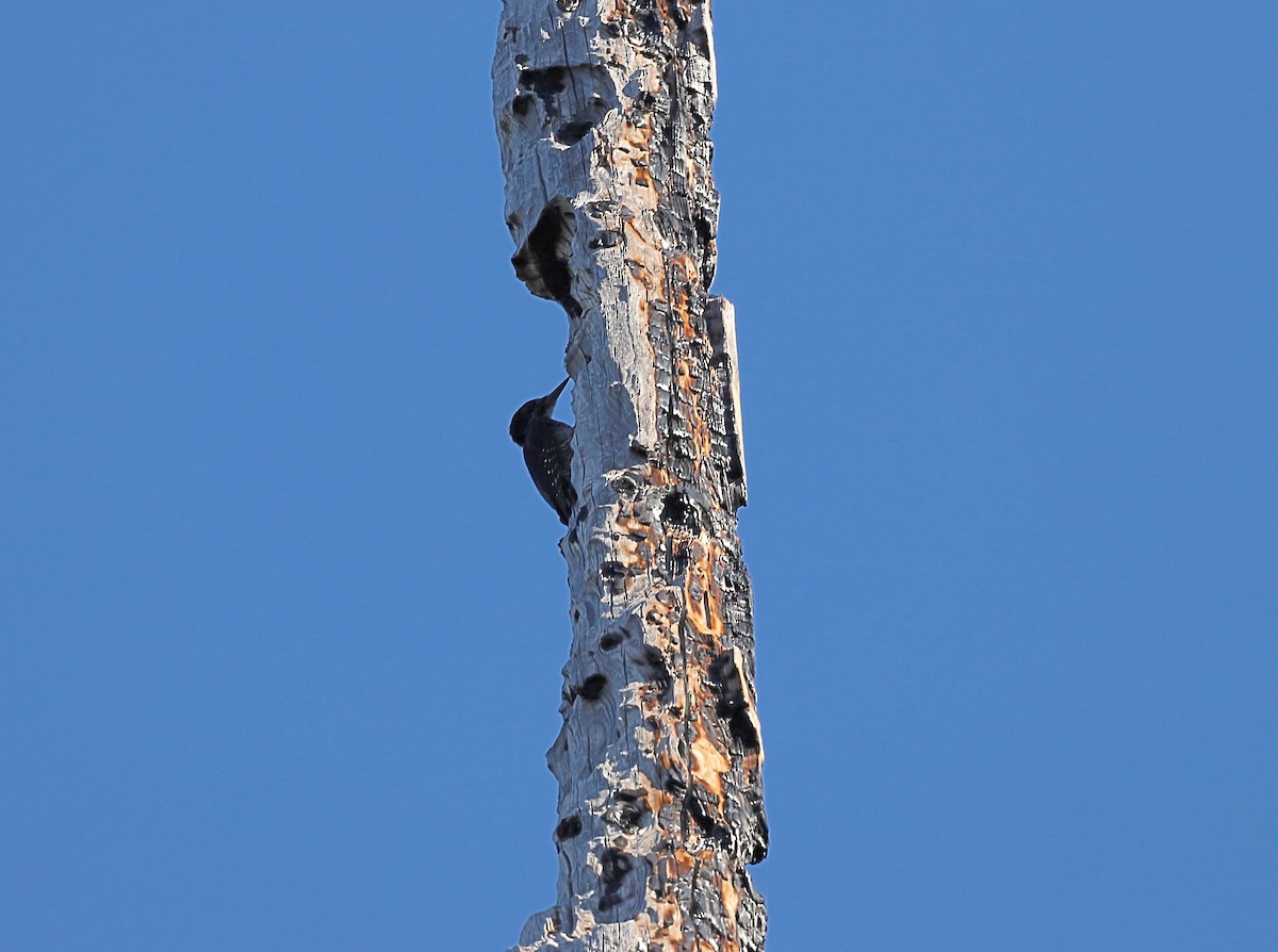 Black-backed Woodpecker - ML471215971