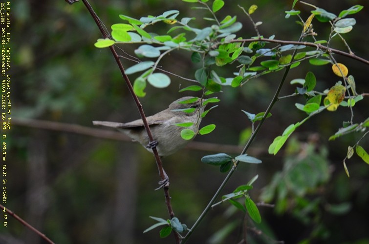 Booted Warbler - ML47121781