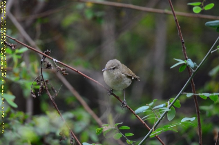 Booted Warbler - ML47121791