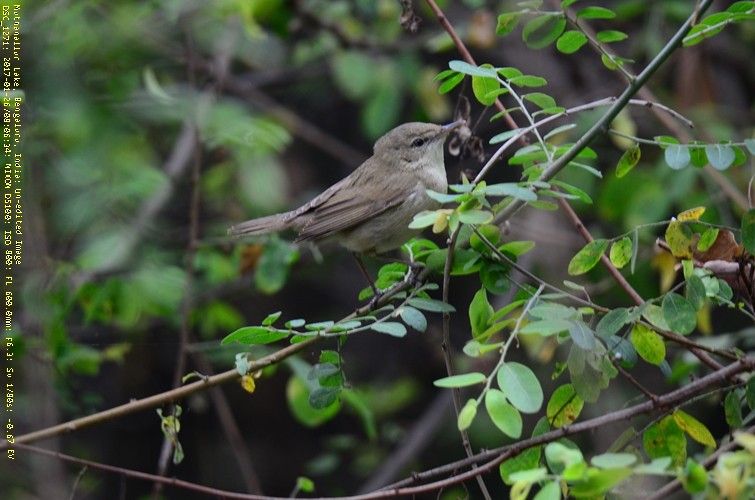 Booted Warbler - ML47121801