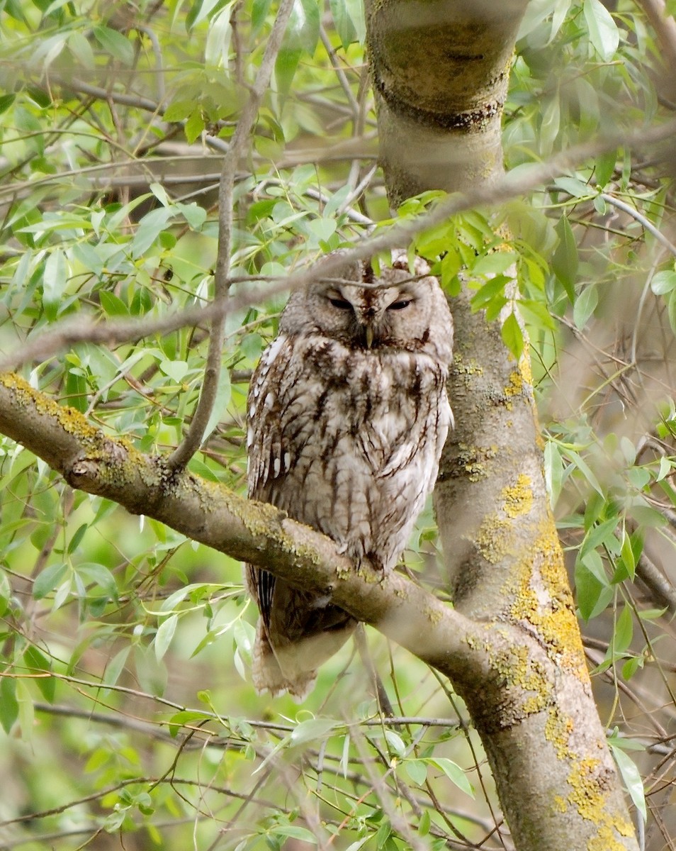 Tawny Owl - ML471220631