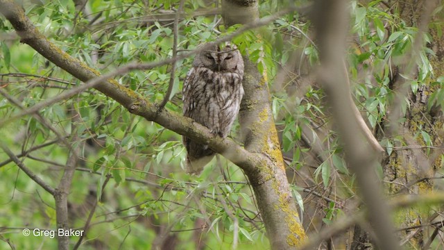 Tawny Owl - ML471220641