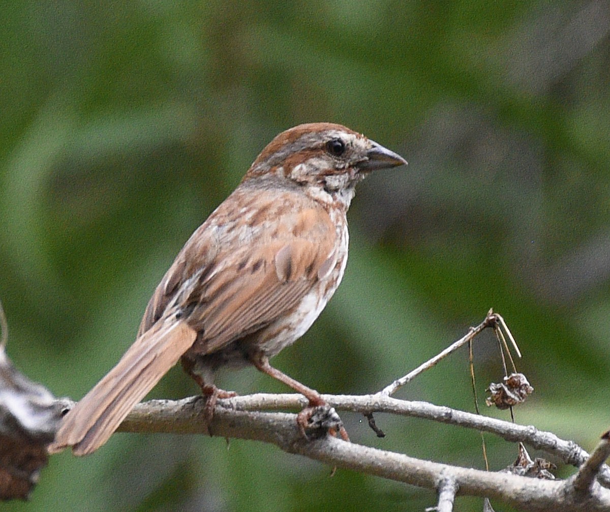 Song Sparrow (fallax Group) - ML471222521