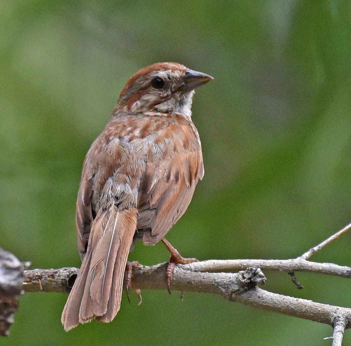 Song Sparrow (fallax Group) - ML471222531