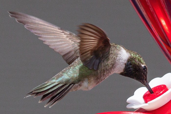 Black-chinned Hummingbird - ML471225201