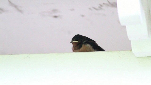 Barn Swallow (American) - ML471230