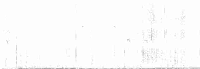 Bec-croisé des sapins - ML471230011
