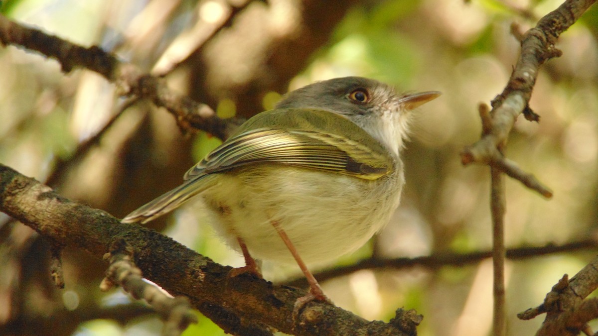 Pearly-vented Tody-Tyrant - Naré Berduc