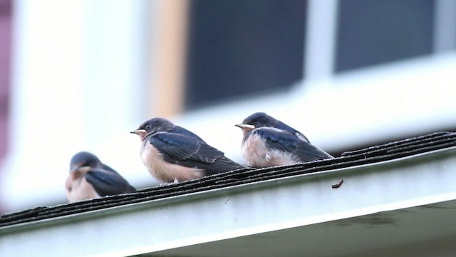 Barn Swallow (American) - ML471231
