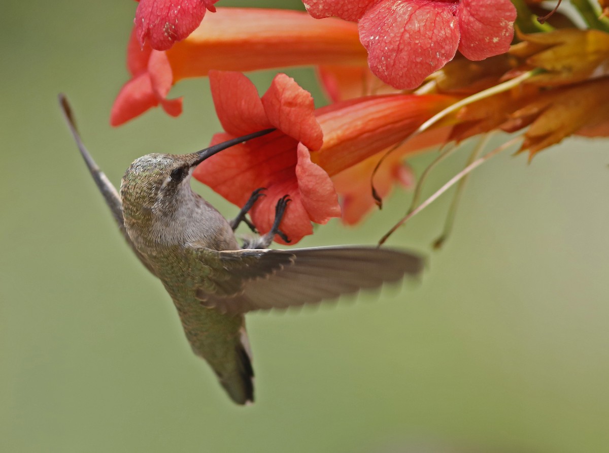 Black-chinned Hummingbird - ML471231941